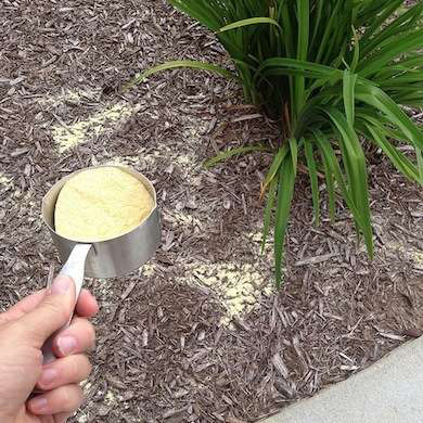 Cornmeal to Kill Plant Weeds