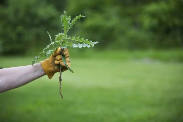 Pull Weeds By Hand